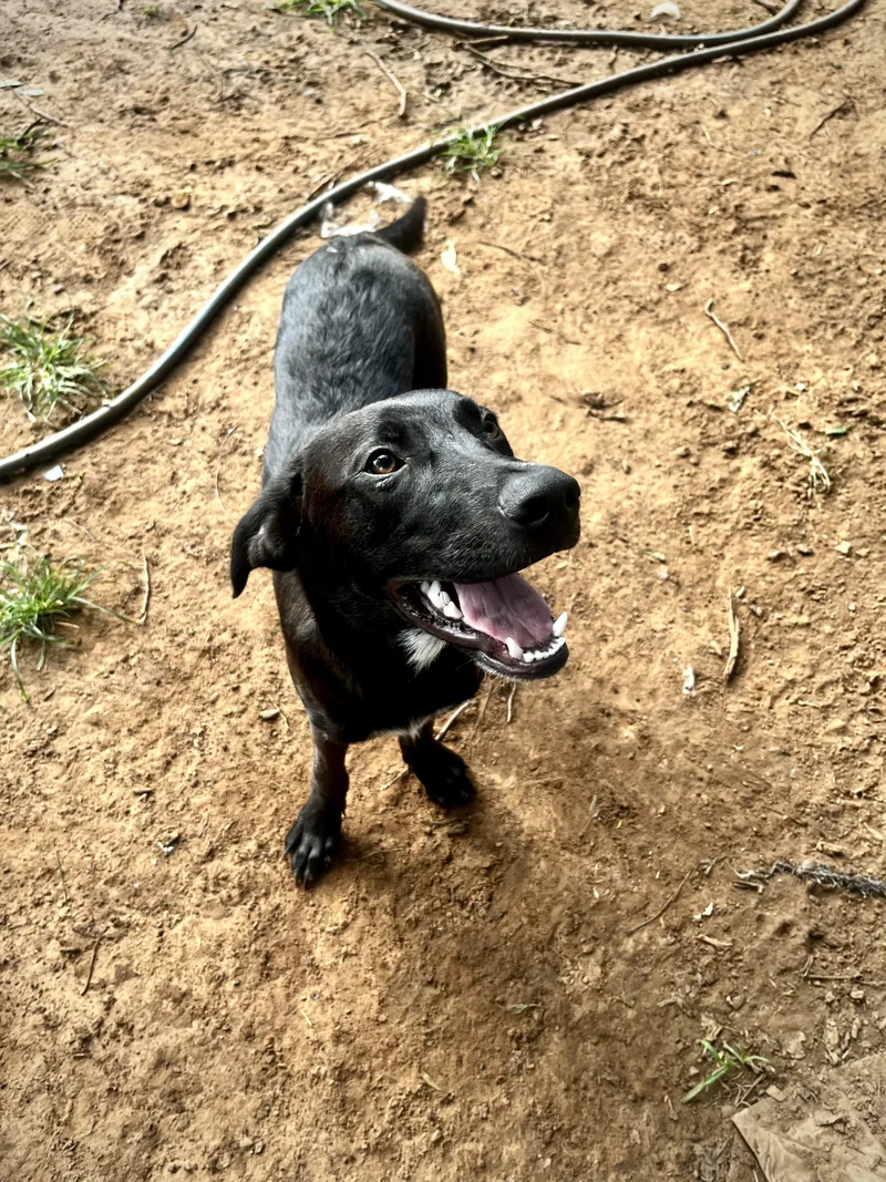 A baby medium-sized male Black Labrador Retriever dog named Buzz for adoption in Pottsboro, TX