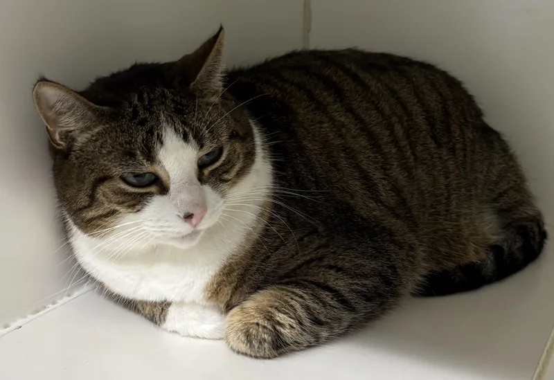 An adult large-sized male Domestic Short Hair cat named Sumit for adoption in Mansfield, CT