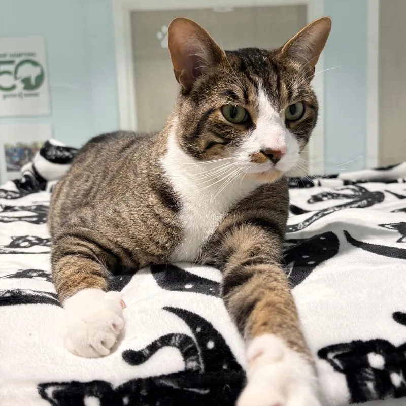An adult medium-sized male Brown / Chocolate Domestic Short Hair cat named Tyson for adoption in East Hampton, NY
