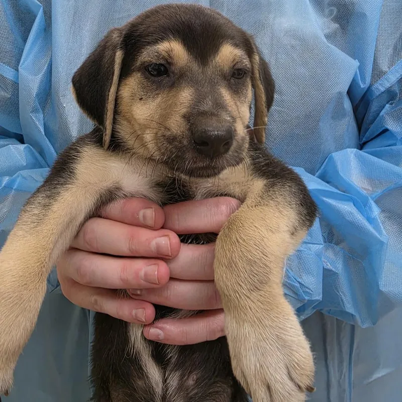 A baby medium-sized female Black Mixed Breed dog named Widow for adoption in Ardmore, OK