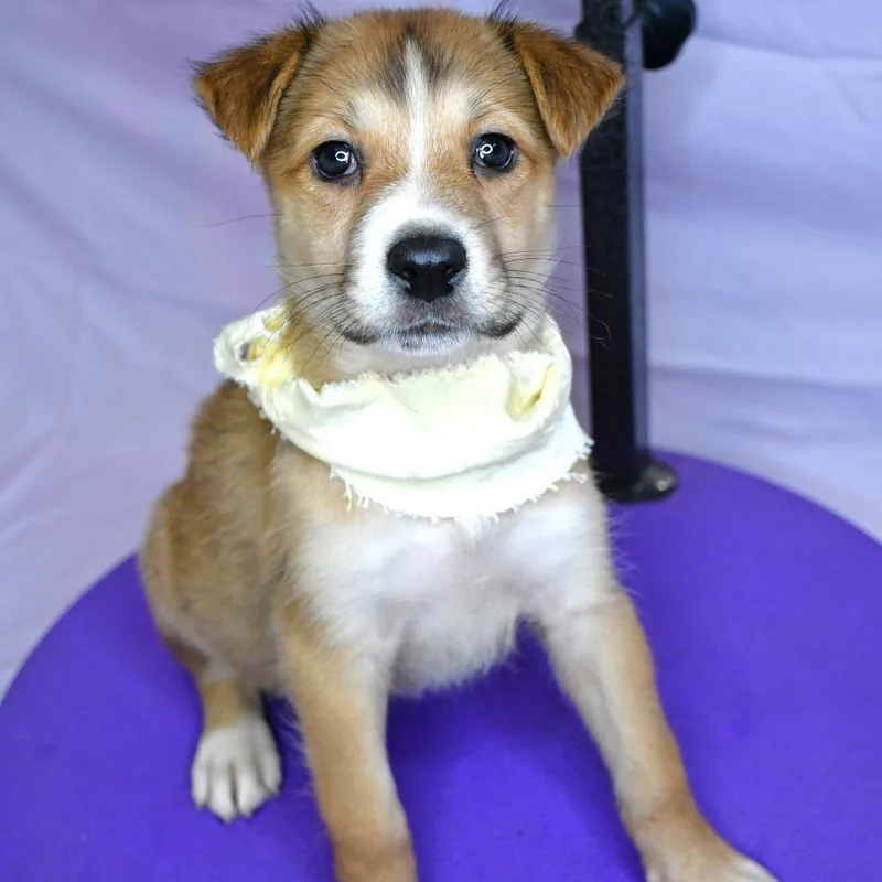 A baby small-sized female Brown / Chocolate Husky dog named Basil for adoption in Beaumont, TX