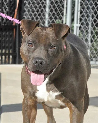 An adult large-sized male Pit Bull Terrier dog named Jimmy for adoption in Canfield, OH