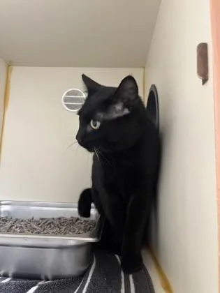 An adult medium-sized female Domestic Short Hair cat named Molly for adoption in Fairfax, VA