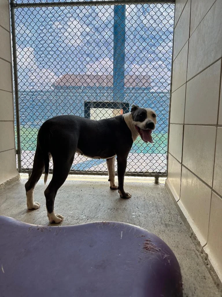 An adult medium-sized female Mixed Breed dog named Magnolia for adoption in Bossier City, LA