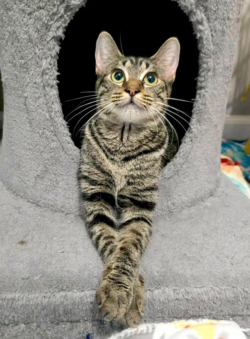 A young medium-sized female Tabby (Gray / Blue / Silver) Domestic Short Hair cat named Figgy for adoption in Kansas City, KS