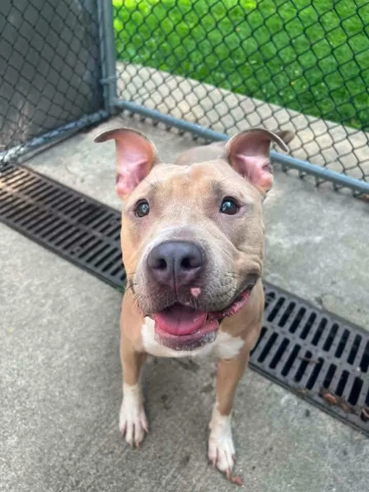 An adult medium-sized female Yellow / Tan / Blond / Fawn Pit Bull Terrier dog named Anya for adoption in Chicago, IL