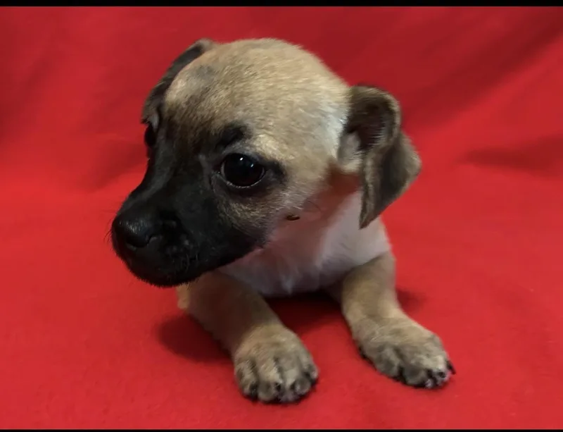 A baby small-sized female Chihuahua dog named Pookie for adoption in La Palma, CA