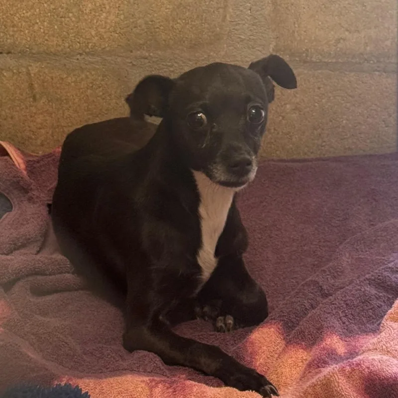 An adult small-sized female Black Chihuahua dog named Kk for adoption in Clearwater, FL
