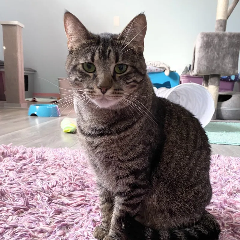 Wildflower thumbnail 5