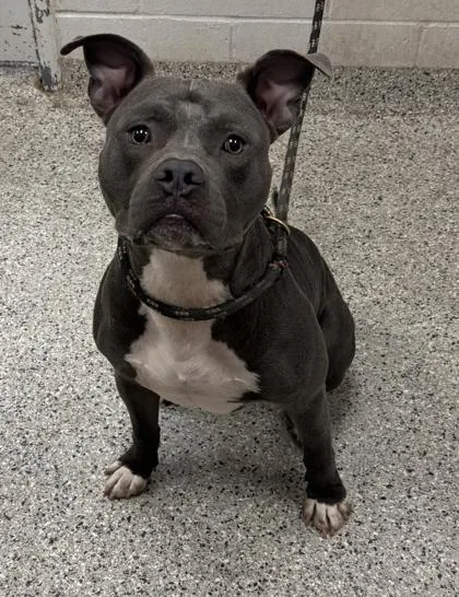 An adult large-sized male Gray / Blue / Silver Pit Bull Terrier dog named Eera for adoption in Kansas City, MO