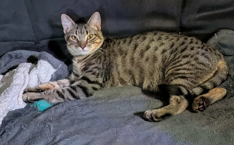 A young medium-sized male Tabby (Brown / Chocolate) Domestic Short Hair cat named Neptune for adoption in Sioux Falls, SD