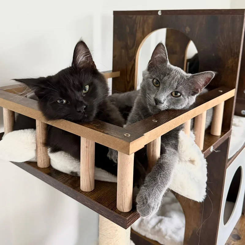 A baby small-sized male Black Domestic Medium Hair cat named Moon for adoption in Hartville, OH