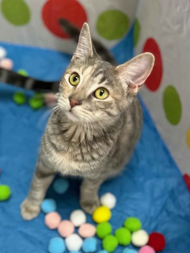 Lenny  Bonded Pair thumbnail 2