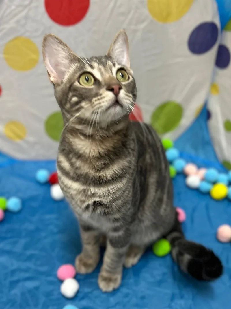 Lenny  Bonded Pair thumbnail 3