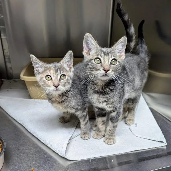 Lenny  Bonded Pair thumbnail 4