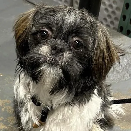 A young small-sized male Brown / Chocolate Shih Tzu dog named Chibby for adoption in Calverton, NY