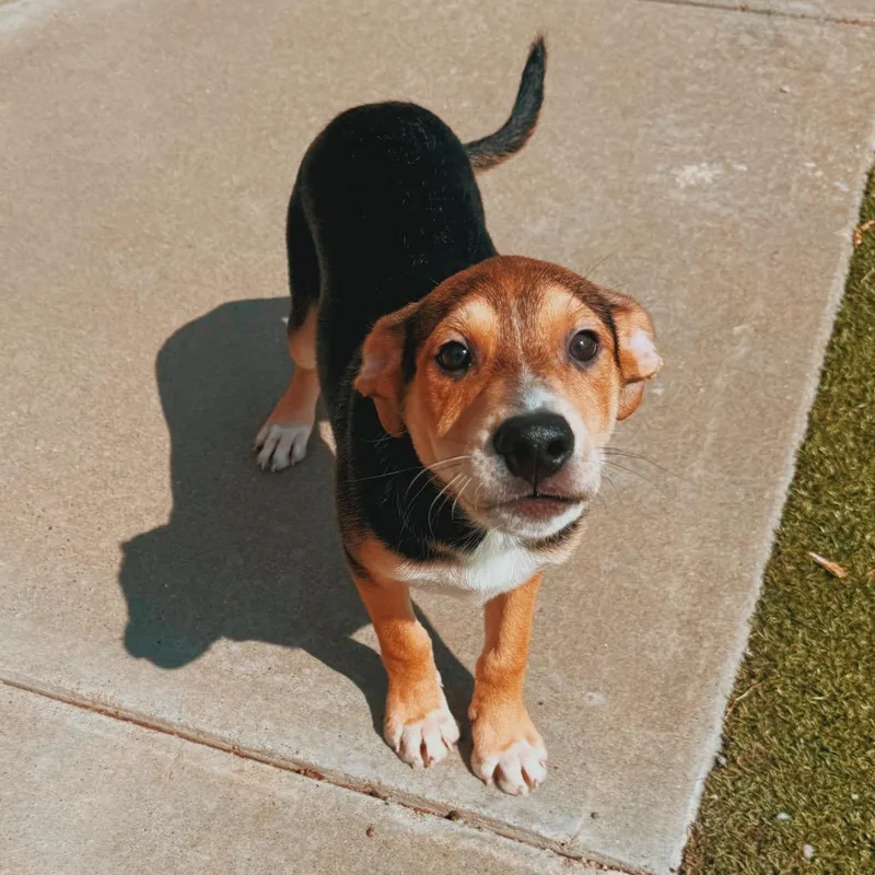A baby medium-sized male Black Labrador Retriever dog named Puppies for adoption in Hays, KS