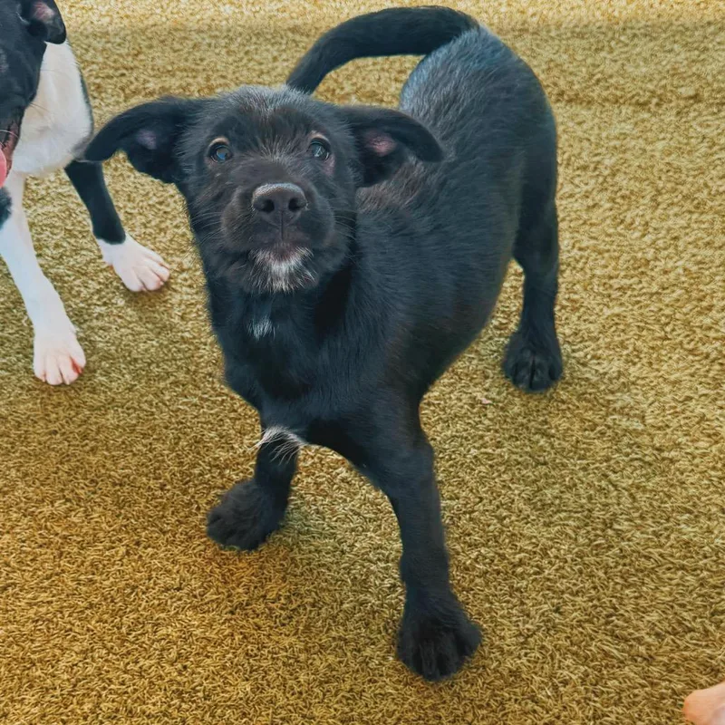 Puppies thumbnail 2