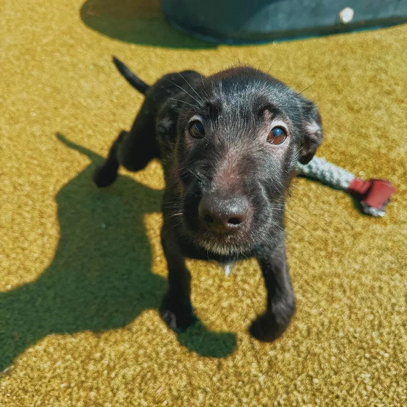 Puppies thumbnail 3
