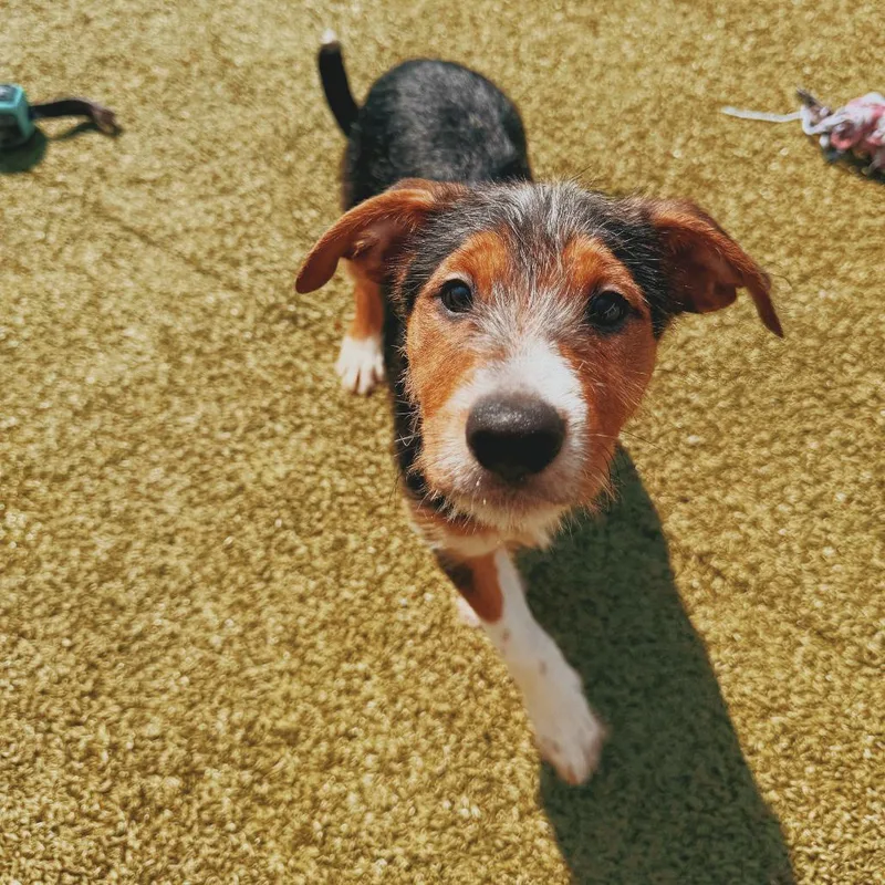 Puppies thumbnail 4