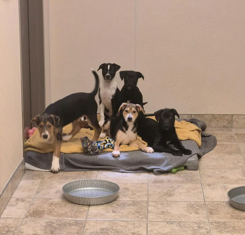 Puppies thumbnail 5