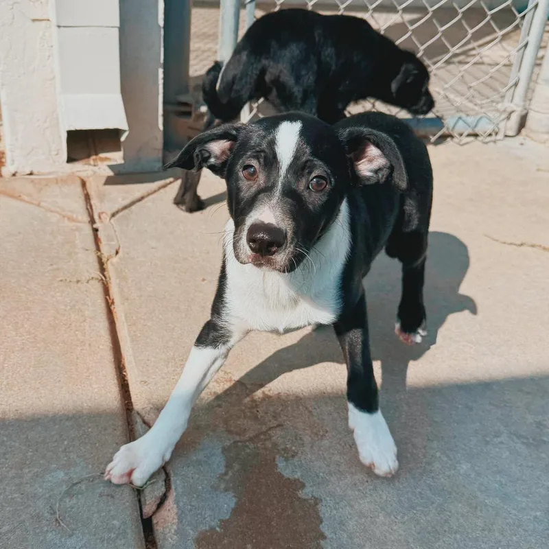 Puppies thumbnail 6