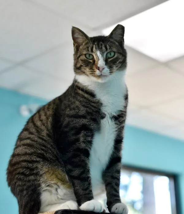 Shakespeare thumbnail 4