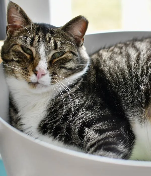 Shakespeare thumbnail 6