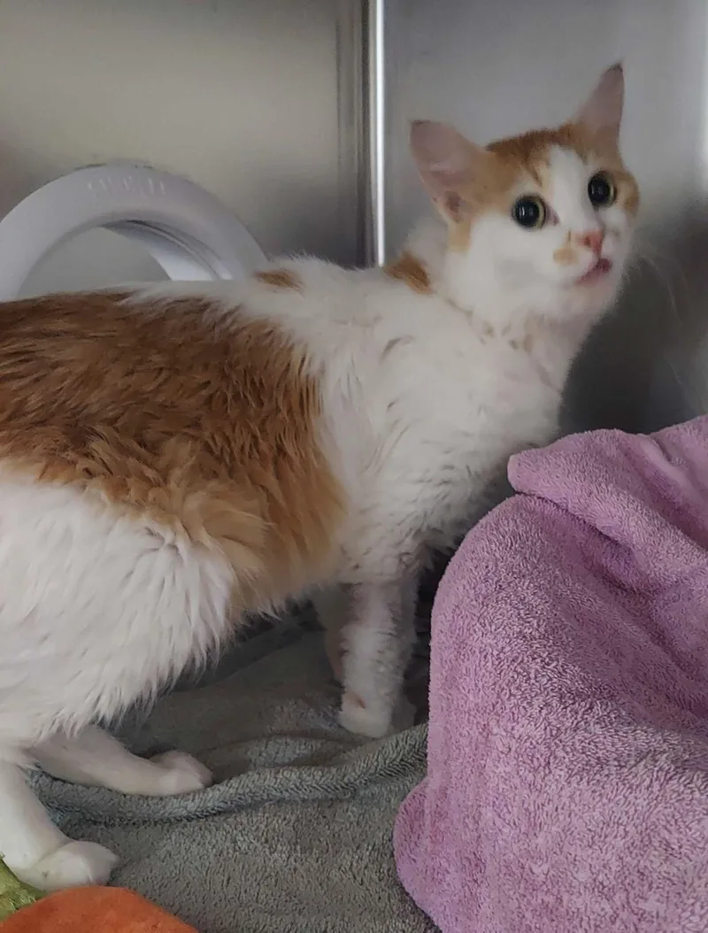A young medium-sized female Orange & White Domestic Short Hair cat named Season for adoption in Waltham, MA