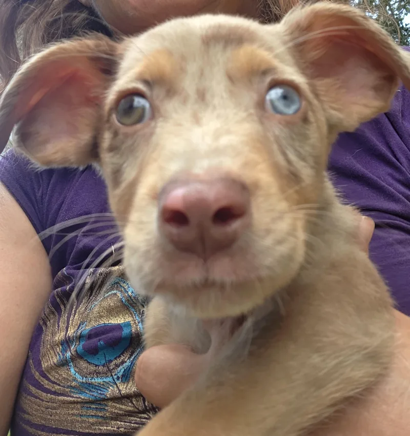 Pickles thumbnail 2