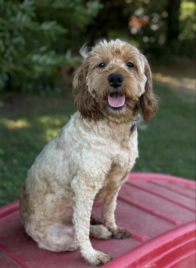 Ginger