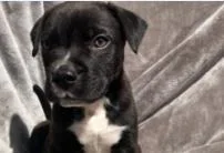 A baby medium-sized male Mixed Breed dog named Clyde for adoption in West Chester, PA