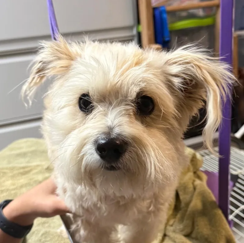 A young medium-sized male Wheaten Terrier dog named Teddy for adoption in Claremore, OK