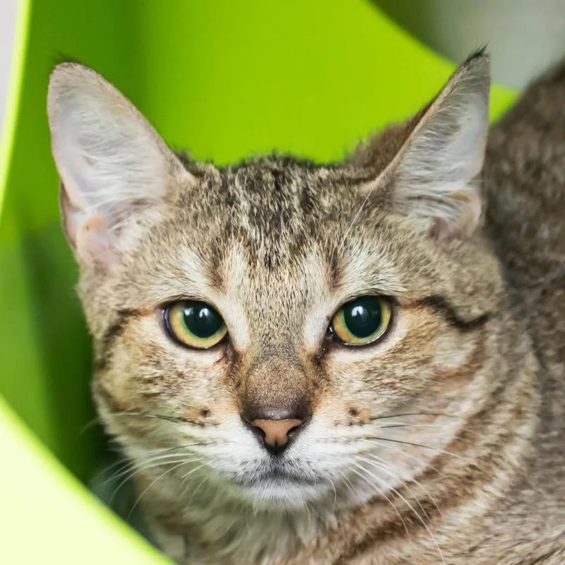 A baby small-sized female Brown / Chocolate Domestic Short Hair cat named Deeka for adoption in Middletown, RI