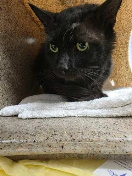 An adult large-sized male Domestic Short Hair cat named Hopkins for adoption in Sevierville, TN