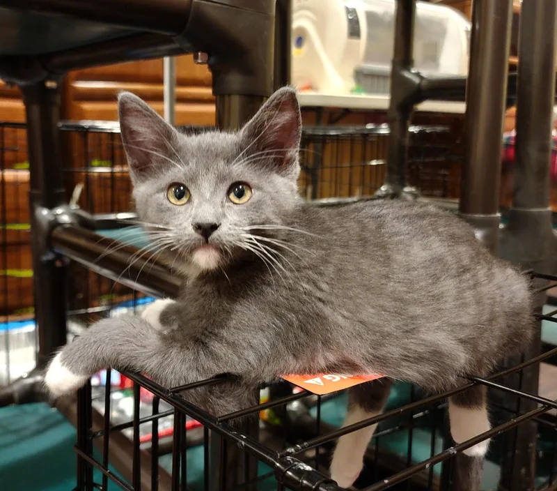A baby medium-sized female Gray & White Domestic Short Hair cat named Ainsley for adoption in Irvine, CA