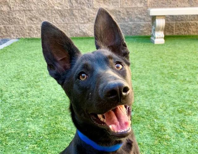 A baby medium-sized male Australian Cattle Dog / Blue Heeler dog named SAVE ME PLEASE Kevin for adoption in San Marcos, CA