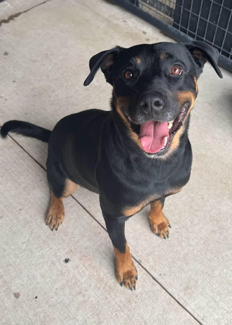 A young medium-sized male Rottweiler dog named Archer for adoption in Rowlett, TX