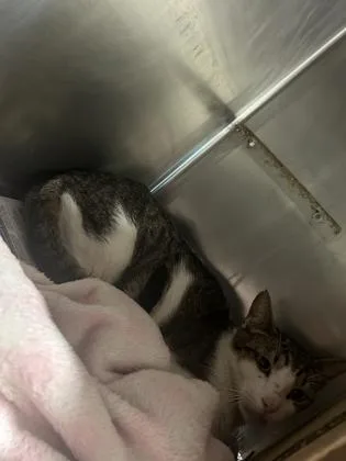 An adult medium-sized male Domestic Short Hair cat named Twinkle for adoption in Largo, FL