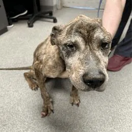 A senior medium-sized male Brindle Terrier dog named Duncan for adoption in Mooresville, NC
