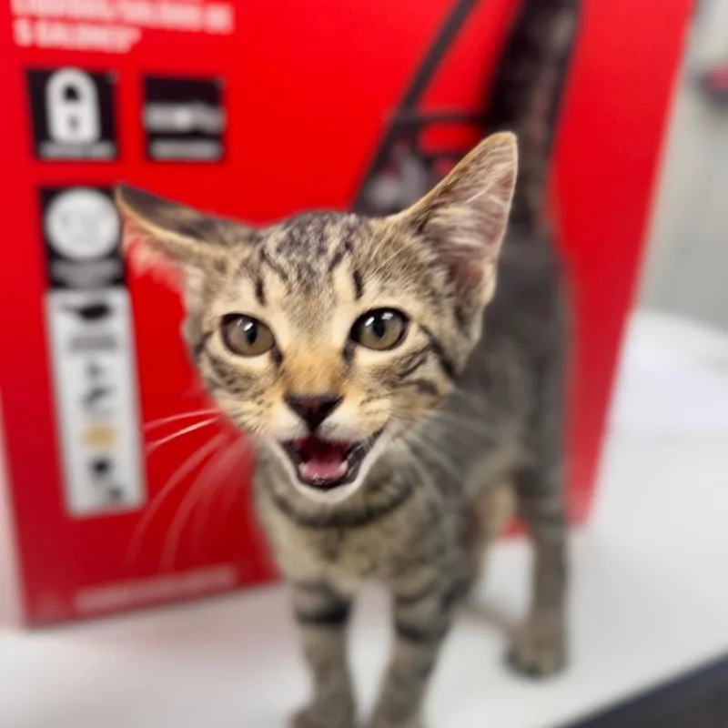A baby small-sized male Brown / Chocolate Domestic Short Hair cat named Gunther for adoption in Starkville, MS