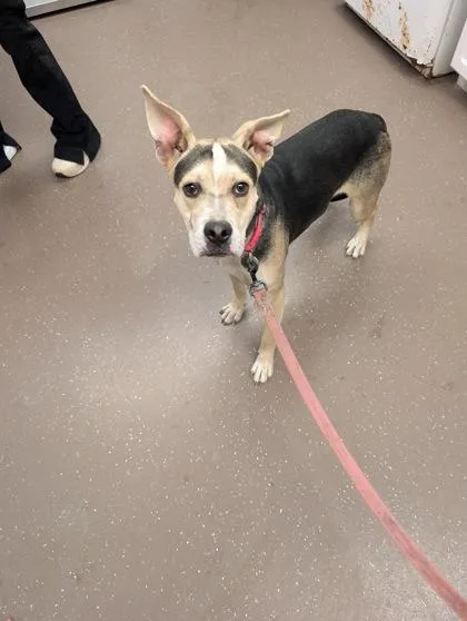 A baby medium-sized female Mixed Breed dog named Nora for adoption in South Bend, IN