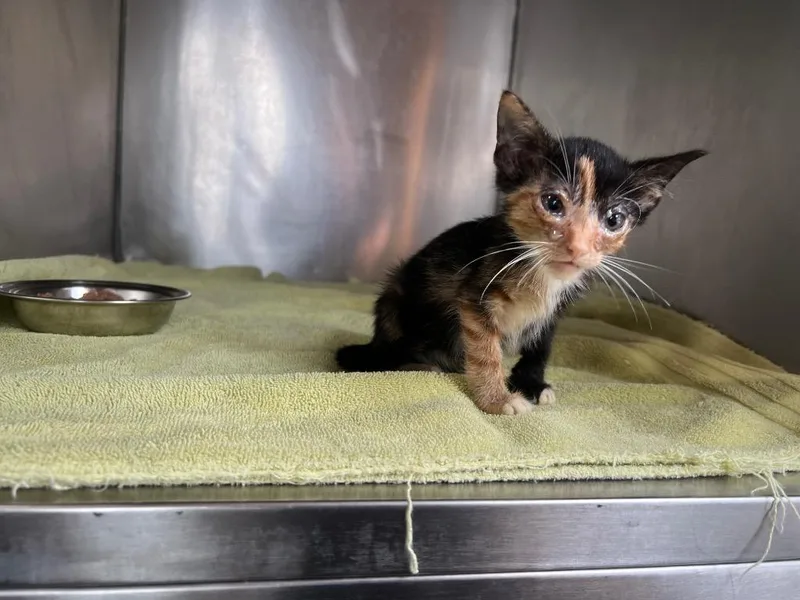 A baby medium-sized female Domestic Short Hair cat named Natalia for adoption in Murray, KY