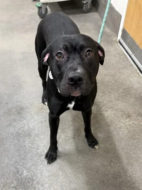 A young large-sized male Pit Bull Terrier dog named Shadow for adoption in Upper Marlboro, MD