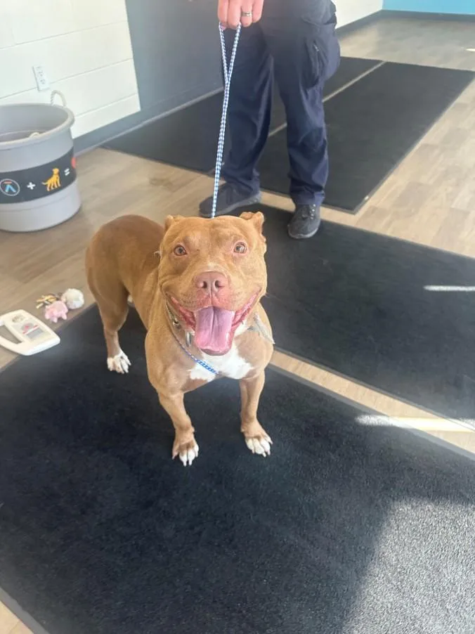 An adult medium-sized male Pit Bull Terrier dog named Riff for adoption in Toledo, OH