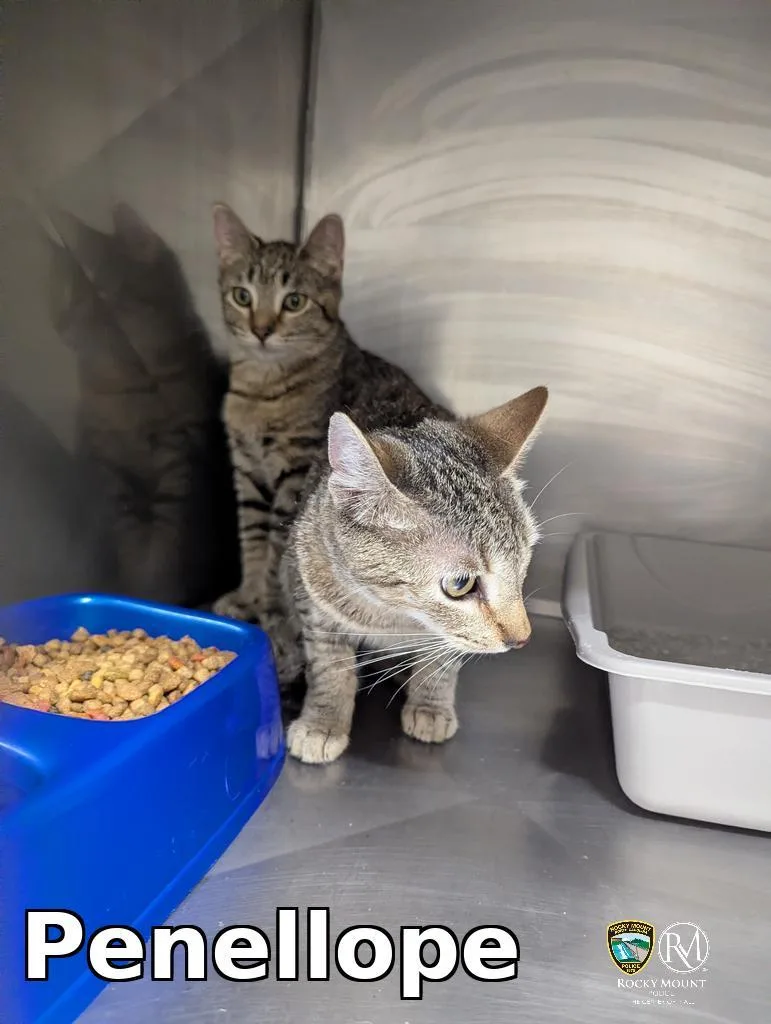 A young medium-sized female Domestic Short Hair cat named Penellope for adoption in Rocky Mount, NC