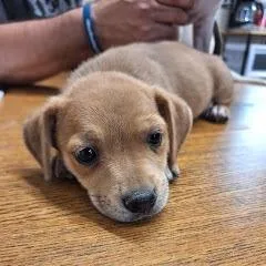 A baby small-sized female White / Cream Jack Russell Terrier dog named Goldie for adoption in Pasadena , MD