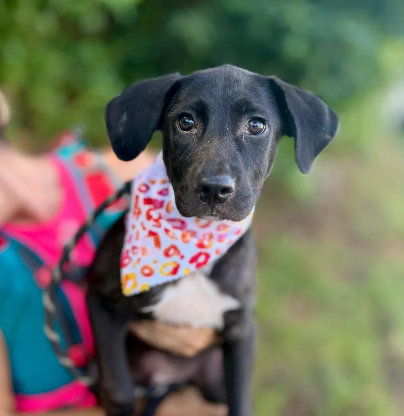 A baby small-sized male Mixed Breed dog named Mars for adoption in Ellijay, GA