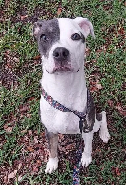 A young medium-sized male Pointer dog named Newt for adoption in Fort Lauderdale, FL