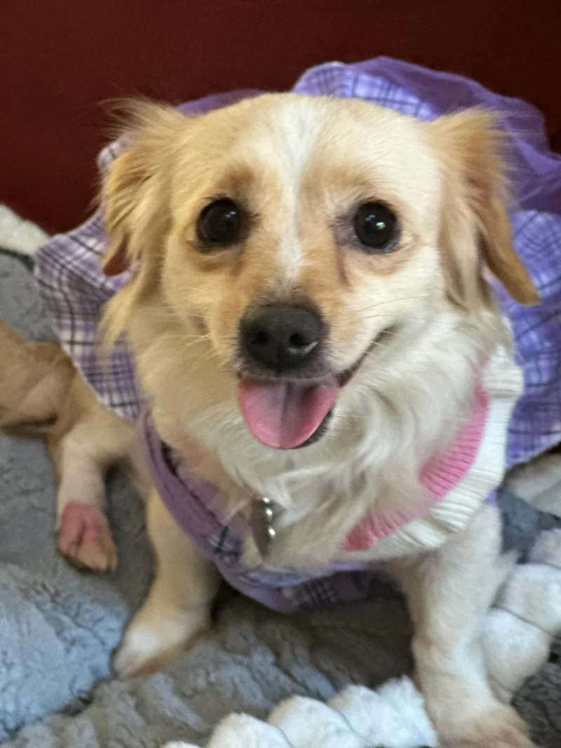 An adult small-sized female Dachshund dog named Sadie for adoption in Louisville, KY